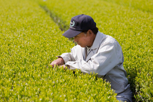 Tea grower inspecting first-harvest leaves in the field