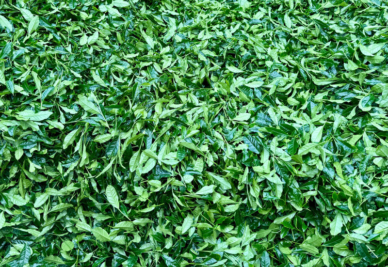 Shaded 20+ Days → Deep Umami, Vivid Green