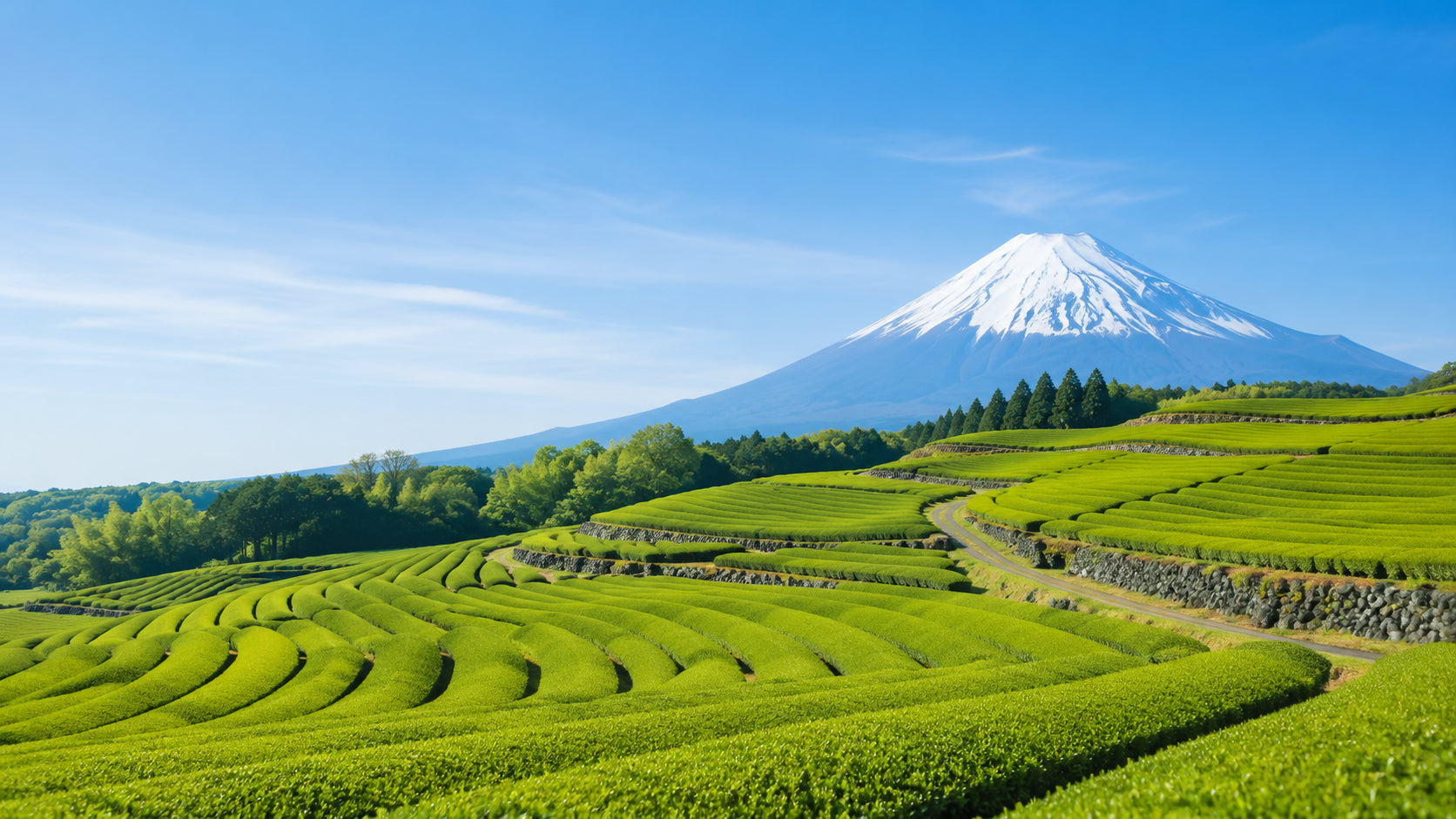 Single-origin matcha tea fields beneath Mount Fuji